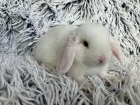 Zwergwidder Mini Lop Minilop  Zwergkaninchen Kaninchen Niedersachsen - Lohne (Oldenburg) Vorschau