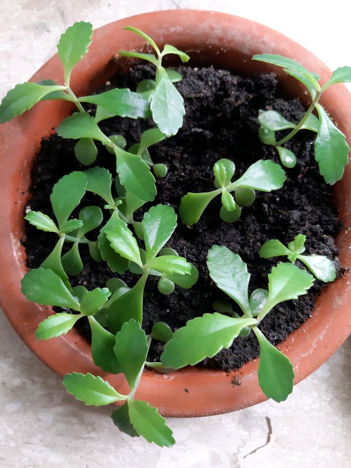 Kalanchoe Goethepflanze Brutblatt Keimzumpfe - Ableger Pflanzen in Nürtingen