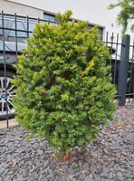 Eibe 95cm hoch x 50cm breit kleines Bäumchen Taxus Niedersachsen - Oldenburg Vorschau