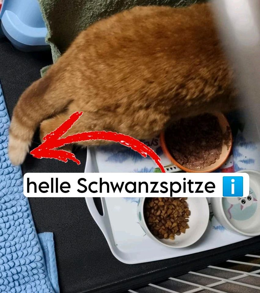 Katze Kater zugelaufen gefunden Lichtenrade in Berlin