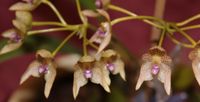 Bulbophyllum guttulatum Orchidee Phalaenopsis Vitrine Sachsen - Pegau Vorschau