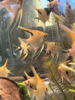 Schöne und große Skalar Jungtiere Aquarium Fische Stuttgart - Sillenbuch Vorschau