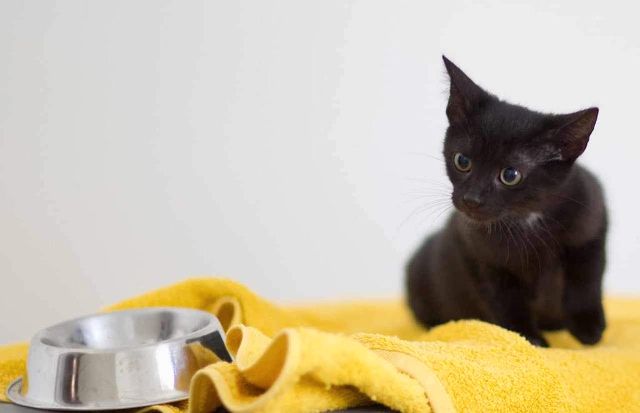 Oscar, verschmuster Katzenjunge, ca. 7 Monate *Tierschutz* in Vaterstetten