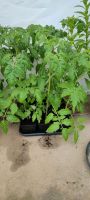 Tomaten Pflanzen, verschiedene Sorten Nordrhein-Westfalen - Wachtberg Vorschau