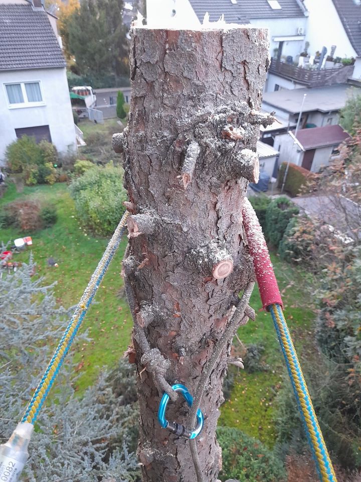 Gärtner Gartenarbeit Baumfällung Heckenschnitt in Essen