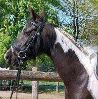 Partbred-Araberstute zu Verkaufen oder zur Verfügung Bayern - Ebersberg Vorschau