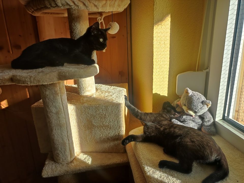 Katzenpension, Catsitting, Hausbetreuung Katzen, Katzensitter in Ansbach