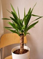 Palmlilie / Yucca gigantea: Gesunde Junge Palme, Zimmerpflanze Berlin - Neukölln Vorschau