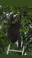 Bienenschwarm  einfangen Bayern - Lauingen a.d. Donau Vorschau