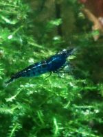 Garnelen Blue Dream Neocaridina Nordrhein-Westfalen - Oberhausen Vorschau