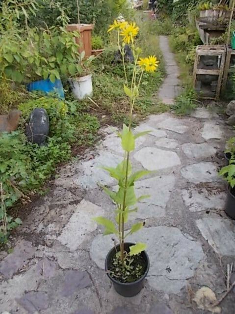 7 x  durchwachsene silphie silphium perfoliatum pflanze pflanzen in Frickingen