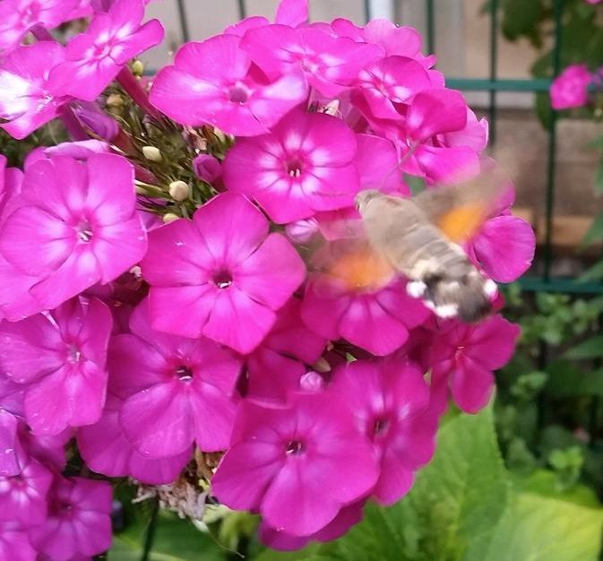 Hohe Stauden-Phlox Kolibri Pflanze Phlox Pflanzen in Hamburg