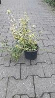 Euonymus Kriechspindel 30cm Nordrhein-Westfalen - Simmerath Vorschau