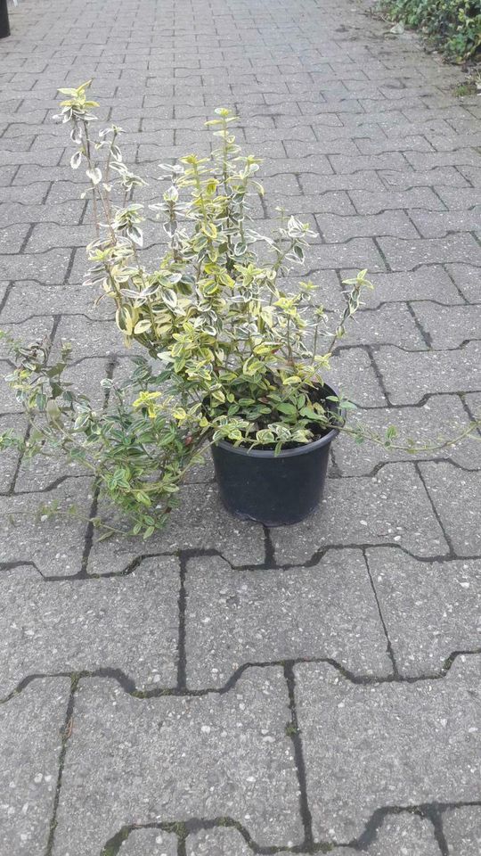 Euonymus Kriechspindel 30cm in Simmerath