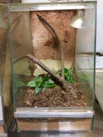 4 x Spinnen Terrarium 30x20x30cm mit Beleuchtung & Rückwand Hessen - Offenbach Vorschau