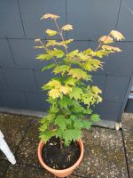 Weinahorn / Acer circinatum Rheinland-Pfalz - Mainz Vorschau