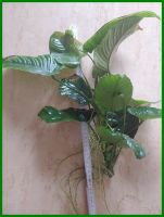 Große Anubia Speerblatt Mutterpflanze Wasserpflanze 1w f. Barsche Brandenburg - Trebbin Vorschau