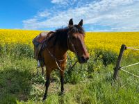 Reitbeteiligung (Pferd sucht Reiter) Rheinland-Pfalz - Alsbach Vorschau