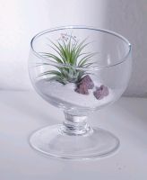 Luftpflanze Airplant Tillandsia um Glas Schleswig-Holstein - Schuby Vorschau