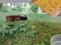 Lohkaninchen Zibben Brandenburg - Potsdam Vorschau