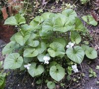 5 Stück Pflanzen Veilchen Viola alba Pfingstveilchen Niedersachsen - Seevetal Vorschau