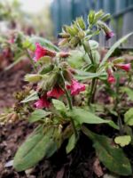 Rotes Lungenkraut Pulmonaria rubra 'Redstart' Karpaten Schatten Hessen - Liebenau Vorschau