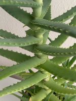 Aloe Vera Pflanze , 3 Jahre ,60 cm. Nordrhein-Westfalen - Morsbach Vorschau