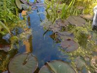 Suchen Weiher See Teich Gewässer zum Pachten / Pachtbeteiligung Baden-Württemberg - Ebenweiler Vorschau