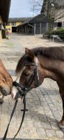 Reitbeteiligung an Pony zu vergeben - für Kids Bonn - Beuel Vorschau