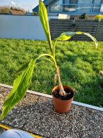Bananenpflanze Palme musa basjoo winterhart Bananenpalme Nordrhein-Westfalen - Bünde Vorschau