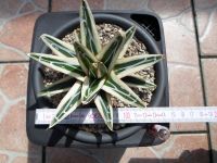 Agave victoriae-reginae White Rhino selten 13cm Nordrhein-Westfalen - Ahlen Vorschau