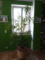großer Ficus alii, Zimmerpflanze, mit anderem großen Topf Sachsen-Anhalt - Halle Vorschau