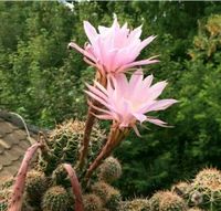 Kaktus - Ableger Kaktuskind ROSA Tolle Riesen - Blüte!!! Ca 10 cm Sachsen - Wyhratal Vorschau