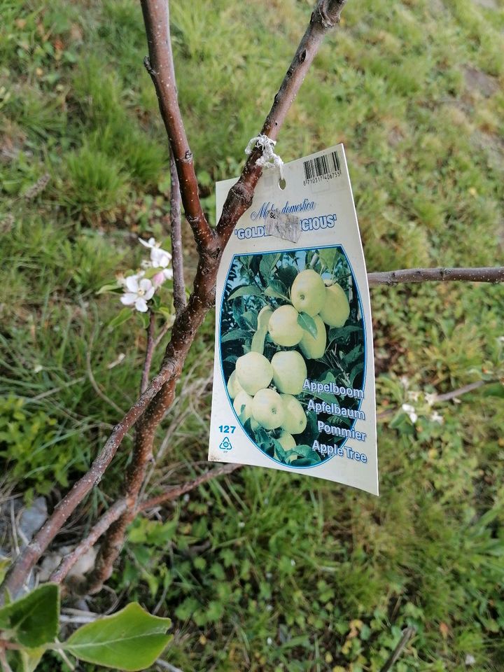 Apfelbäume in Groitzsch