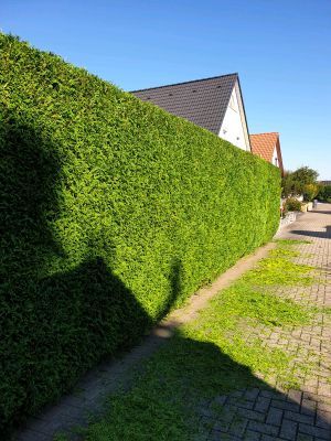 Rasenmähen✔️ Gartenpflege ✔️ Heckenschnitt ✔️ Gartenarbeit✔️ in Biederitz