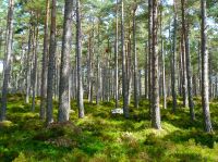 Rumänien: 220 ha Mischwald mit ca. 16 % Rendite München - Maxvorstadt Vorschau