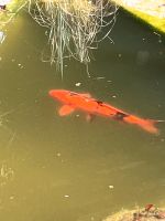 Koi Fisch ca. 50cm Länge Rheinland-Pfalz - Westheim Vorschau