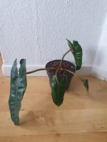 Philodendron billietiae Bremen - Neustadt Vorschau