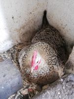 Hühner Glucke - fest sitzend ohne Bruteier Niedersachsen - Wittmund Vorschau