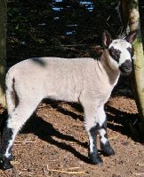 Kerry Hill Schaf Zippe Sachsen - Geringswalde Vorschau