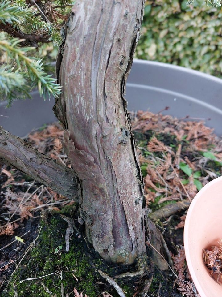 Bonsai Blauer Kriech-Wacholder in Leer (Ostfriesland)