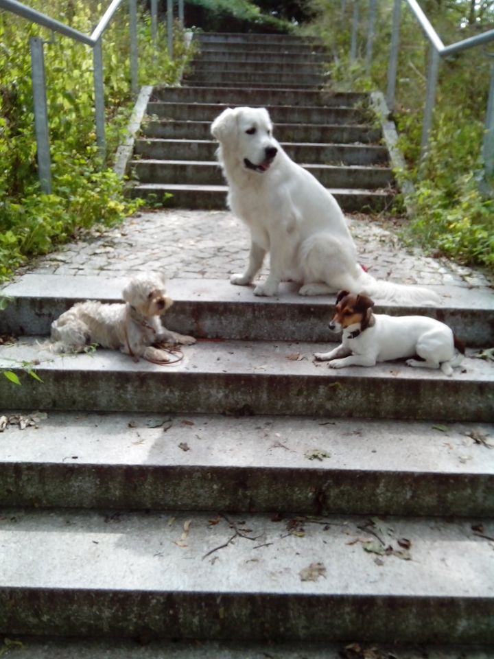 Hundeschule , Hundetraining in Oranienburg , Oberhavel , Berlin in Oranienburg