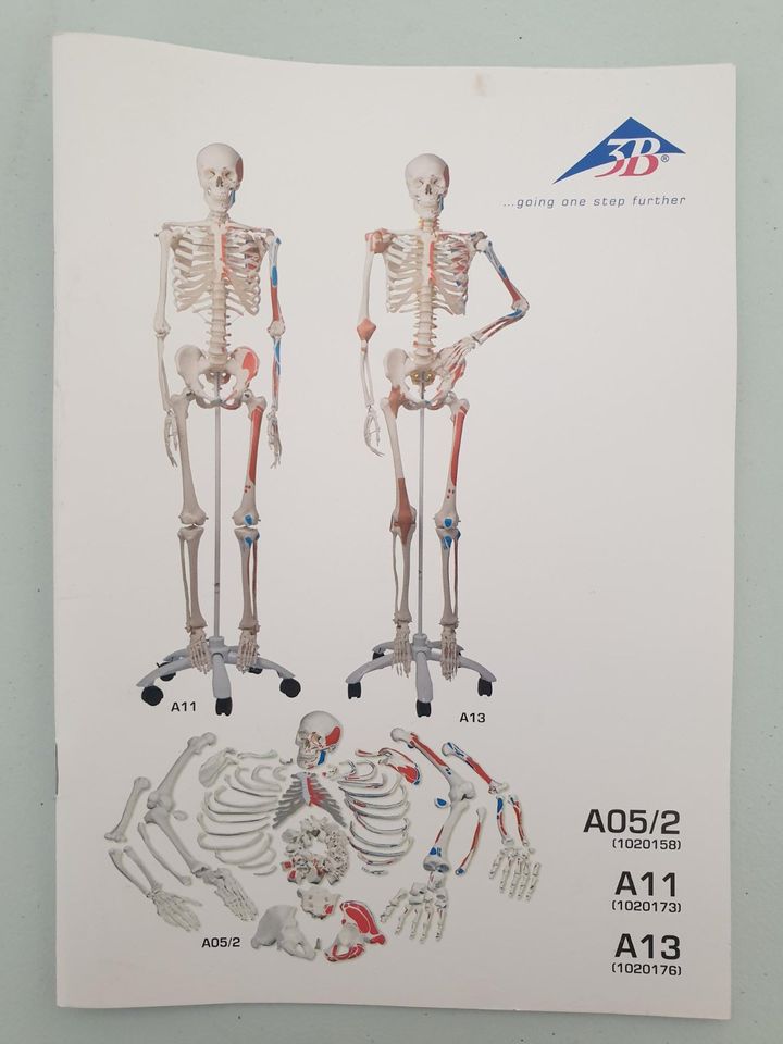 3B Scientific Skelett SAM in Butzbach