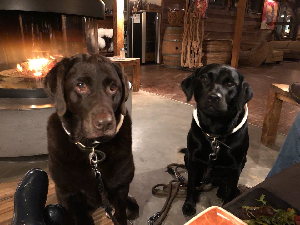 Hundebetreuung für sehr liebe, sehr gepflegte Labradorhündinn in Westerkappeln
