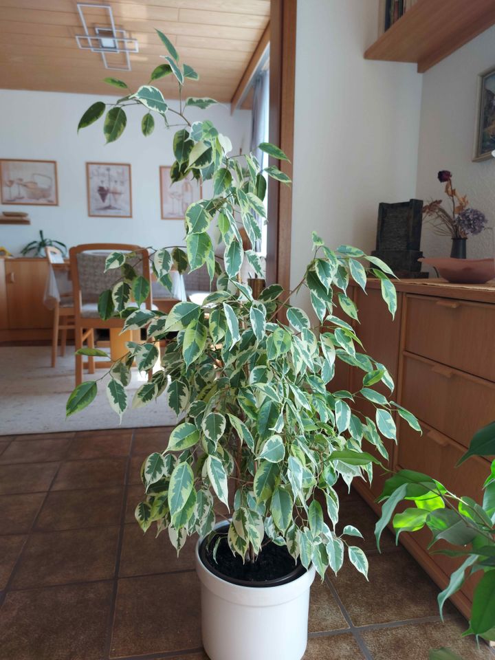 Zimmerpflanze Ficus Benjamini in Spaichingen