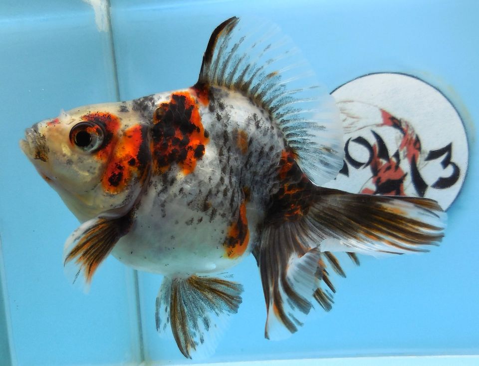 KOI 13 Anz. 10. 2024 - Goldfisch - Schleierschwanz - Oranda & Co in Kerpen