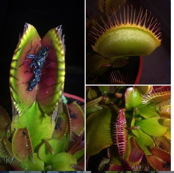 'Killer Tomatoe Attack' Dionaea muscipula Venusfliegenfalle GROß in Sulzbach (Saar)