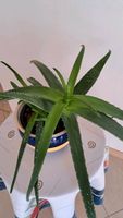 Aloe Vera echte Heilpflanze Zimmerpflanze ca. 75x30 cm Niedersachsen - Wendisch Evern Vorschau