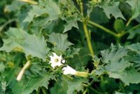 Datura / gemeiner Stechapfel Samen Brandenburg - Schmergow Vorschau