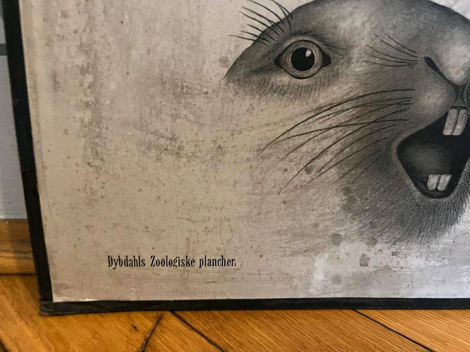 Wandbild Schulkarte antik Schweden Eichhörnchen selten Patina in Amberg